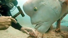 Big fish