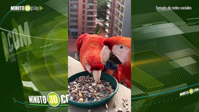 Hermosas! Guacamayas visitan regularmente el balcón de un ciudadano en Envigado por comida
