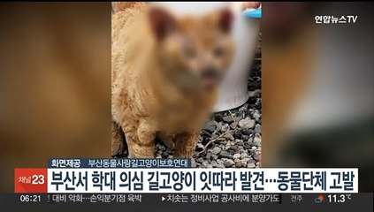 부산서 학대 의심 길고양이 잇따라 발견…동물단체 고발
