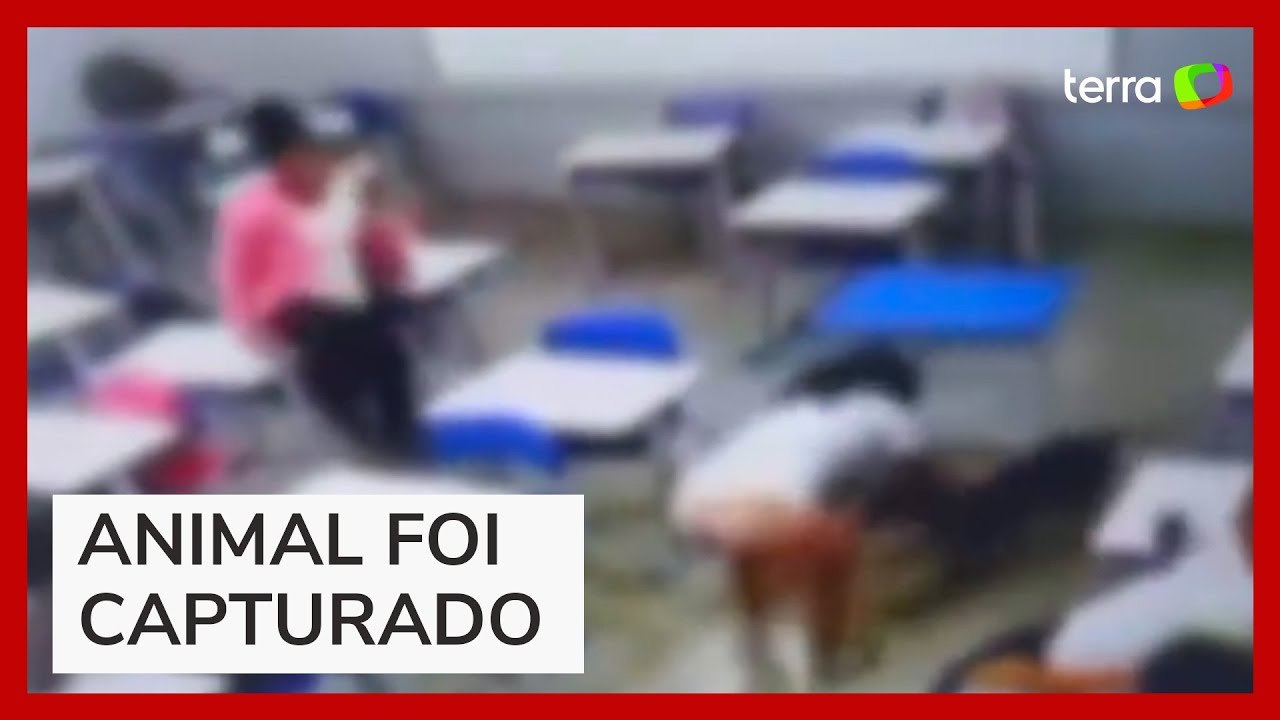 Adolescente é atacada por cão dentro de sala de aula em escola de Goiás