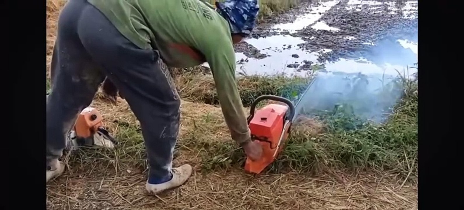 Professional Ways to Cut Down Trees