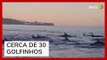 Remadores flagram cerca de 30 golfinhos na Baía de Guanabara