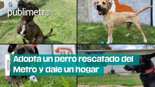 Adopta un perro rescatado del Metro y dale un hogar