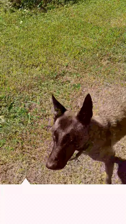 chasse aux iguanes à la mare de chauffour les abymes
