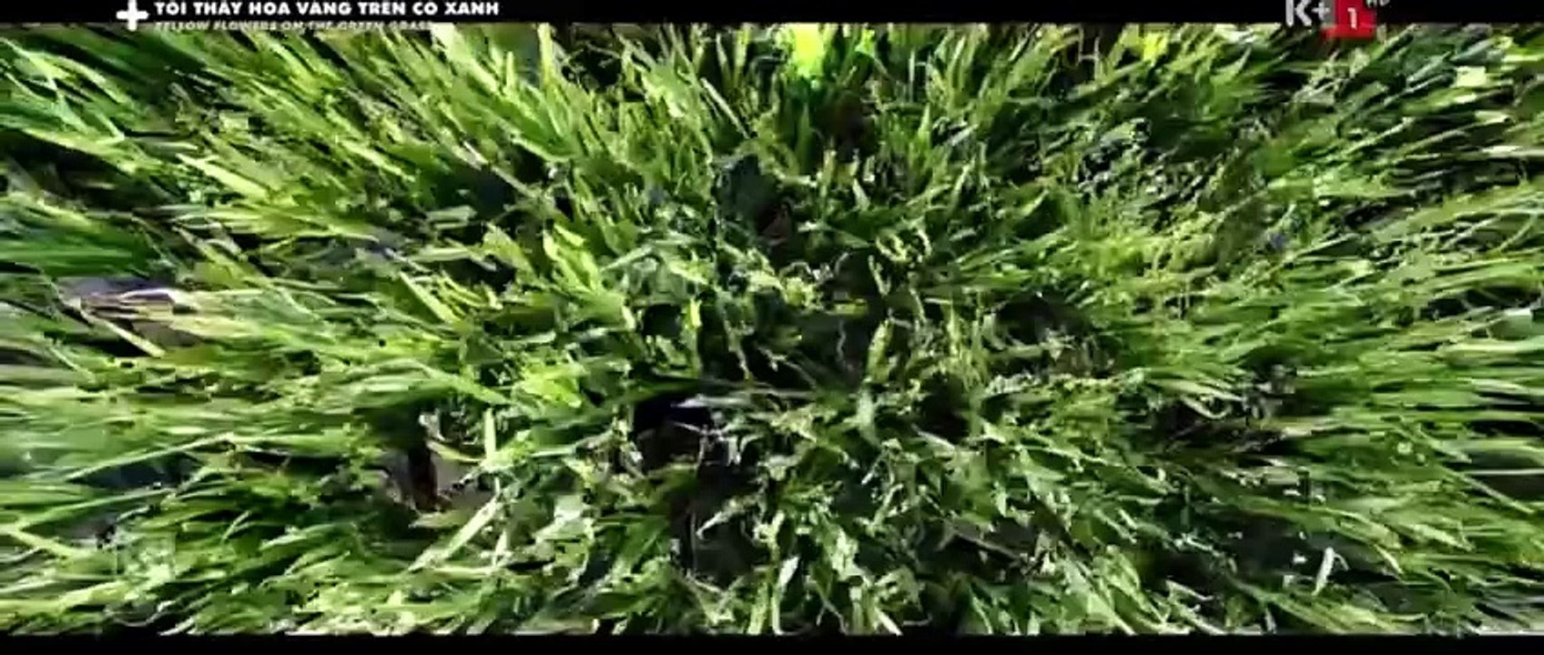 Nhạc Phim Tôi Thấy Hoa Vàng Trên Cỏ Xanh - Thằng Cuội