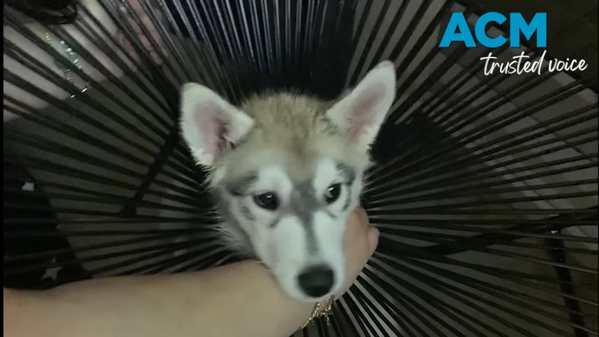 Ace, the 14-week-old husky, got his head stuck in a chair and had to be rescued by the Fire and Rescue NSW firefighters.