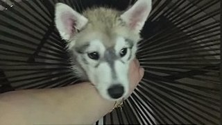 Wide-eyed husky puppy gets stuck in a chair