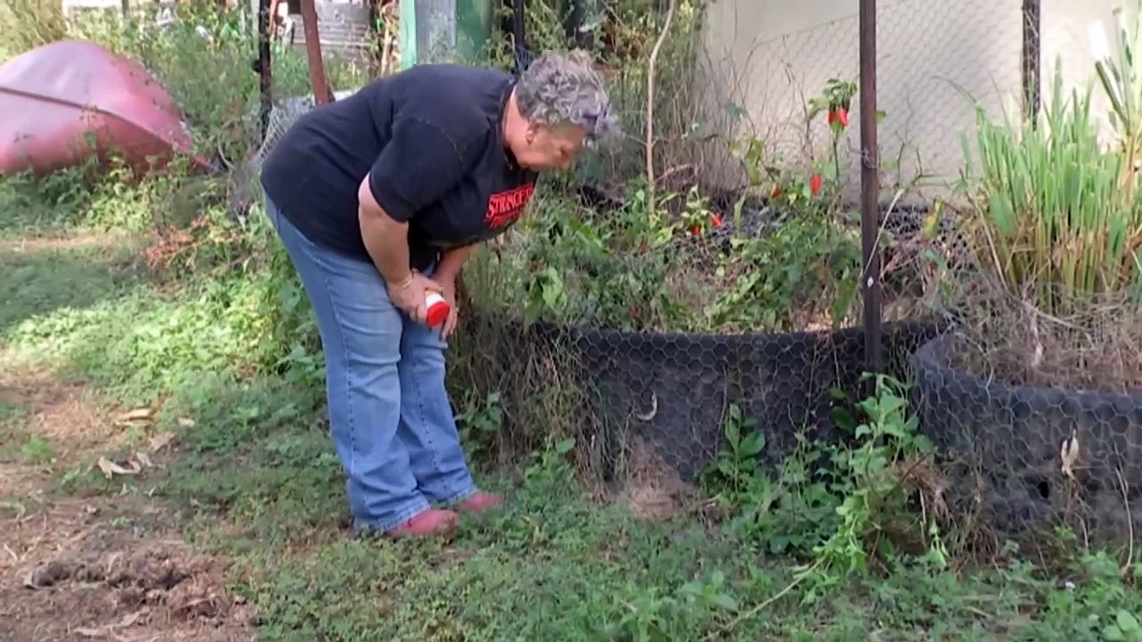 Authorities renew efforts to combat invasive species