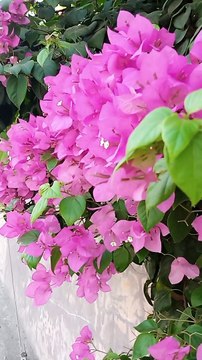 GOOD MORNING EVERYONE ! PINK BOUGAINVILLEA !