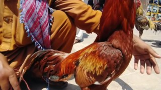 Lalukhet biggest birds Market latest update of Aseel hen and rooster
