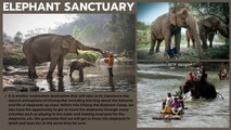 Elephant Sanctuary Jungle Chiang Mai Auto D Thai Travel Go First Pay Later