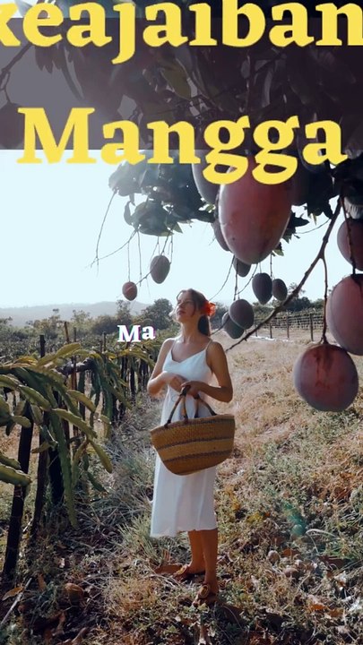 manfaat buah mangga untuk kesehatan kita