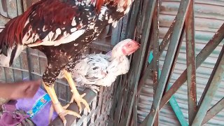 Lalukhet birds Market latest update of Aseel hen and rooster price