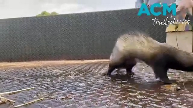 Koroit ferreter - Warrnambool Standard - April 23, 2024