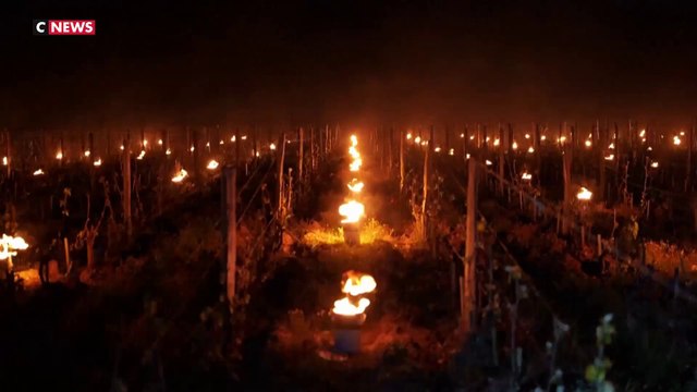 Gel : inquiétude chez les viticulteurs qui réchauffent les vignes pour éviter les pertes de récolte