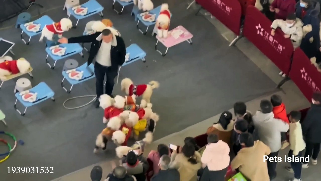 When a silly dog becomes YOUR BEST FRIEND | Funniest Animals and Pets