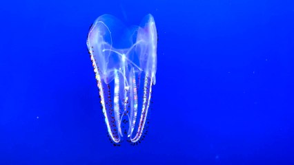 The spotted comb jellyfish of Monterey Aquarium