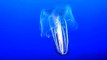 A beautiful spotted comb jellyfish at Monterey Aquarium