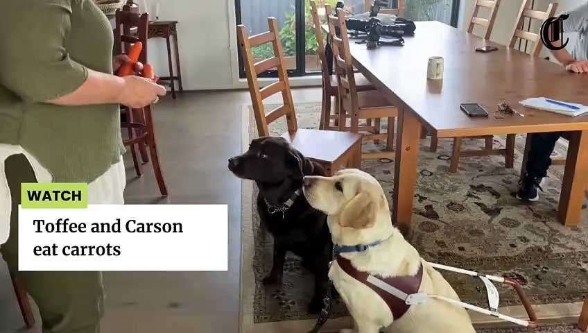 Toffee is Rhonda Dreier's second guide dog. 10-year old Carson was Ms Dreier's first guide dog which was retired few years ago. Video by Gwen Liu.