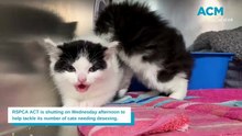 RSPCA forced to shut for 'frightening' number of cats