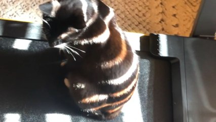 Feline fiasco: Cat's treadmill terror ends in a super-meow landing