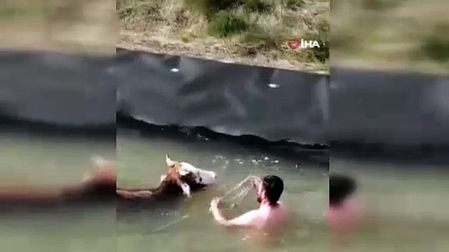 Sulama kanalına düşen ineği kurtarmak için canını hiçe saydı