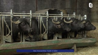 Reportage - Des mozzarellas made in Isère