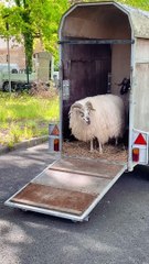 Cidade francesa 'contrata' duas ovelhas para cuidar (e animar) lar