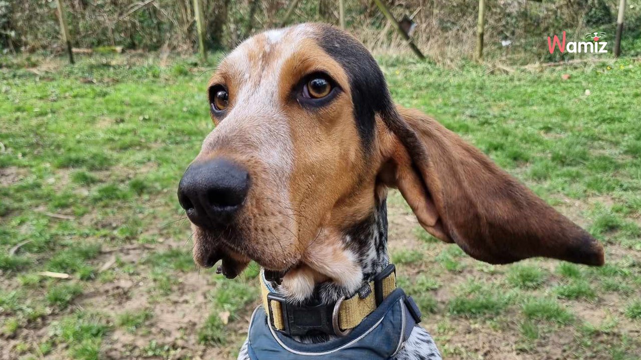 Mistreated puppy arrives at shelter; a year on, he's never left his kennel