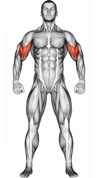 Dumbbell Bicep Workout #shorts #bicepsworkout #bicep