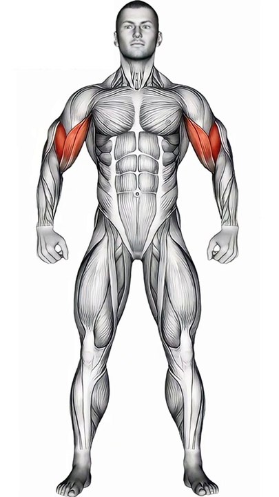 Dumbbell Bicep Workout #shorts #bicepsworkout #bicep