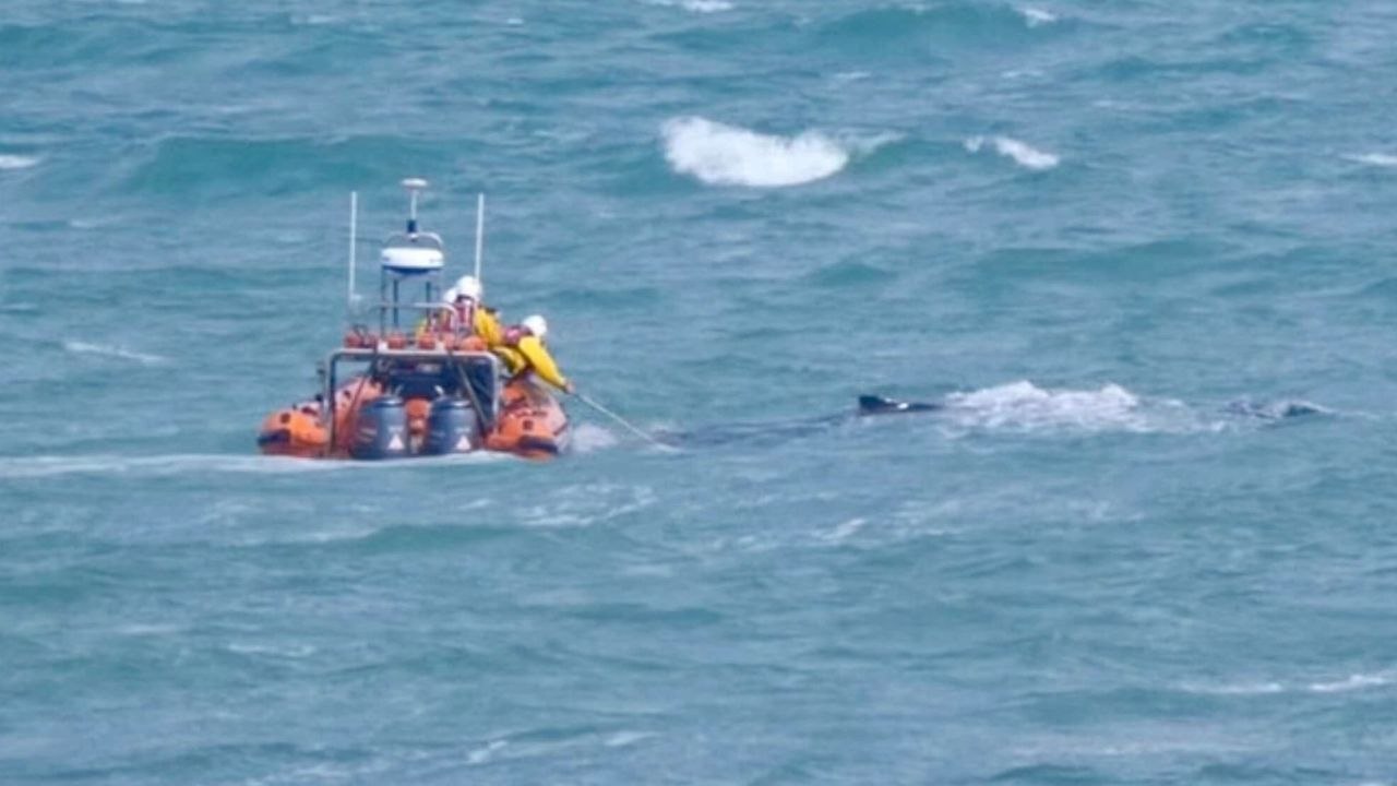 Helden retten gestrandeten buckelwal