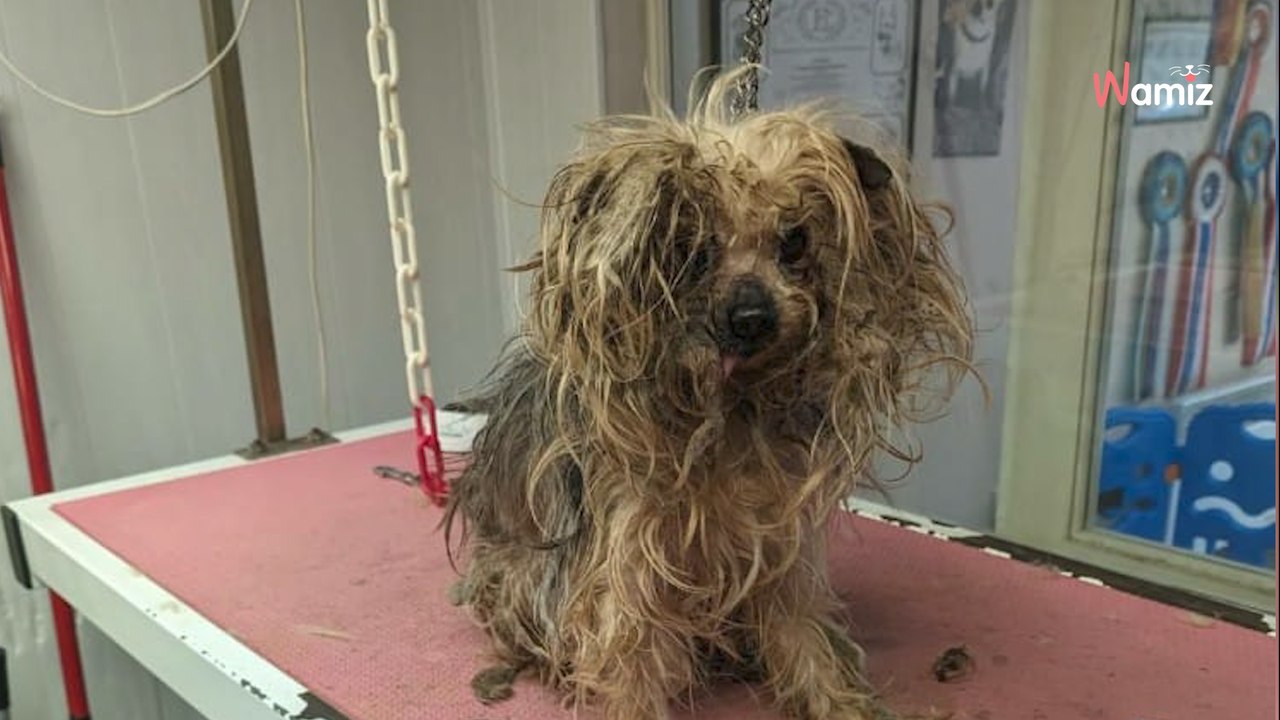 10 Jahre im Dunkeln: Hund wird endlich von seinem Martyrium erlöst