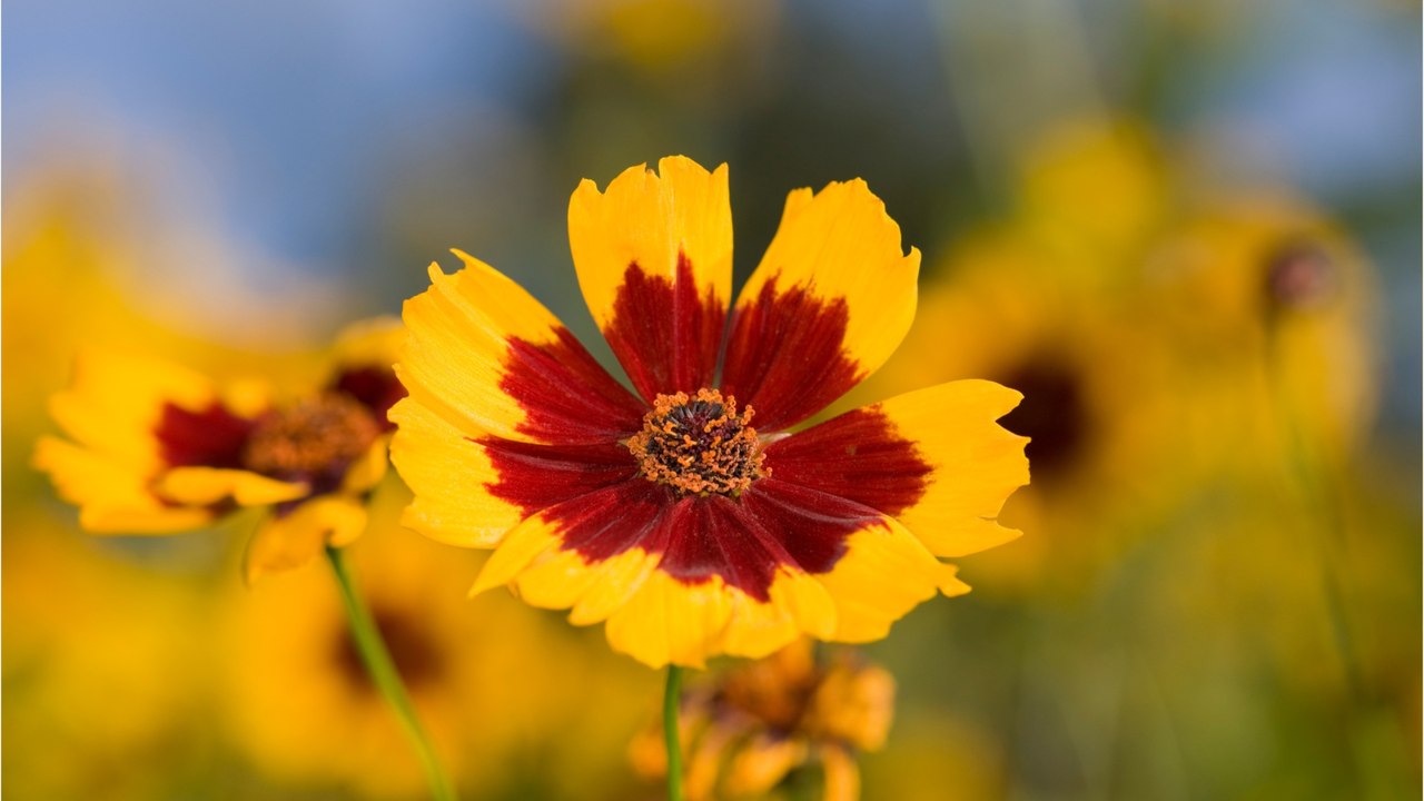Schön und anspruchlos: Diese zehn Pflanzen brauchen kaum Pflege