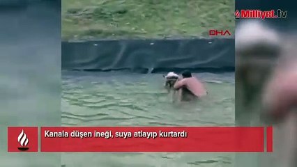 Kanala düşen ineği, suya atlayıp kurtardı