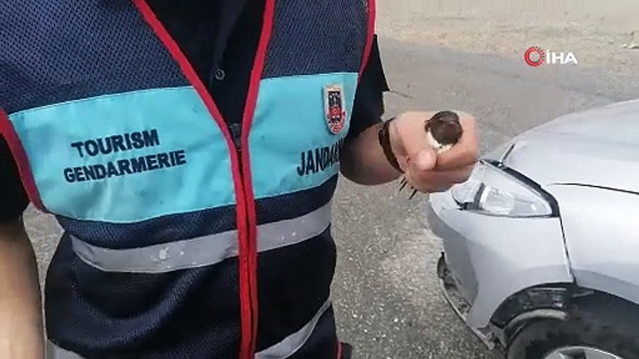 Yağmurda ıslanan kuşa jandarma şefkati