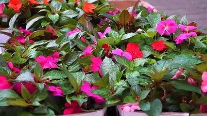 EKO Akcja Leszno 🌱