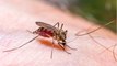 Kaltes Wetter schadet Stechmücken nicht