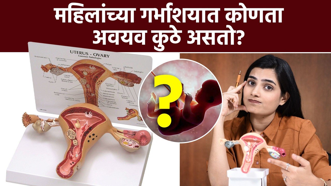 गर्भाशयात कोणता अवयव कुठे असतो? बाळ कुठे असतं? गर्भाशयाची गाठ कुठे असते? | Uterus Anatomy