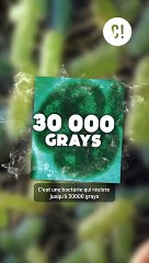 Rien ne survit aux radiations ? Si !