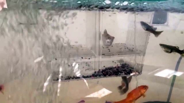 LEPİSTES DOĞUMU NASIL OLUR? YUSUF NİYAZİ YILDIRIM’DAN AKVARYUM TÜYOLARI