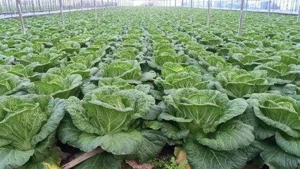 정부, 배추 수급 안정 위해 시설 봄배추 천 톤 출하 / YTN