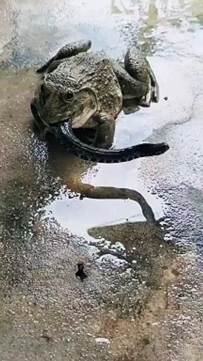 Frog eating a snake