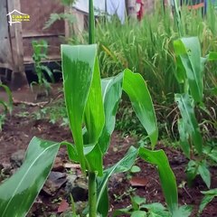 Pemandangan indah pagi hari di pdesaan