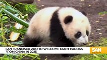 San Francisco Zoo to welcome pandas in diplomatic exchange with China