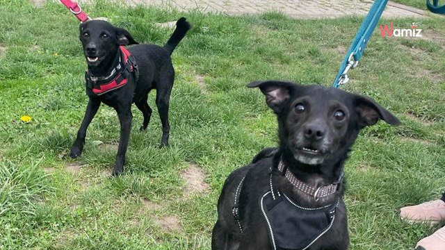 Après avoir vécu sans sorties et sans soins pendant longtemps, ces deux chiens aimeraient connaître la vraie vie