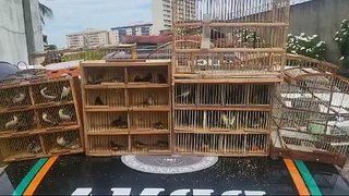 50 pássaros silvestres são resgatados em feira livre no Henrique Jorge, em Fortaleza