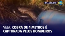 Veja: Bombeiros resgatam cobra de 4 metros em MG