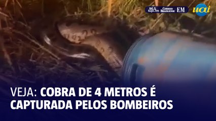 Veja: Bombeiros resgatam cobra de 4 metros em MG