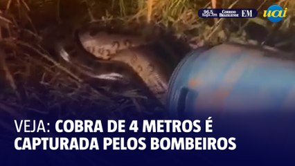 Tải video: Veja: Bombeiros resgatam cobra de 4 metros em MG